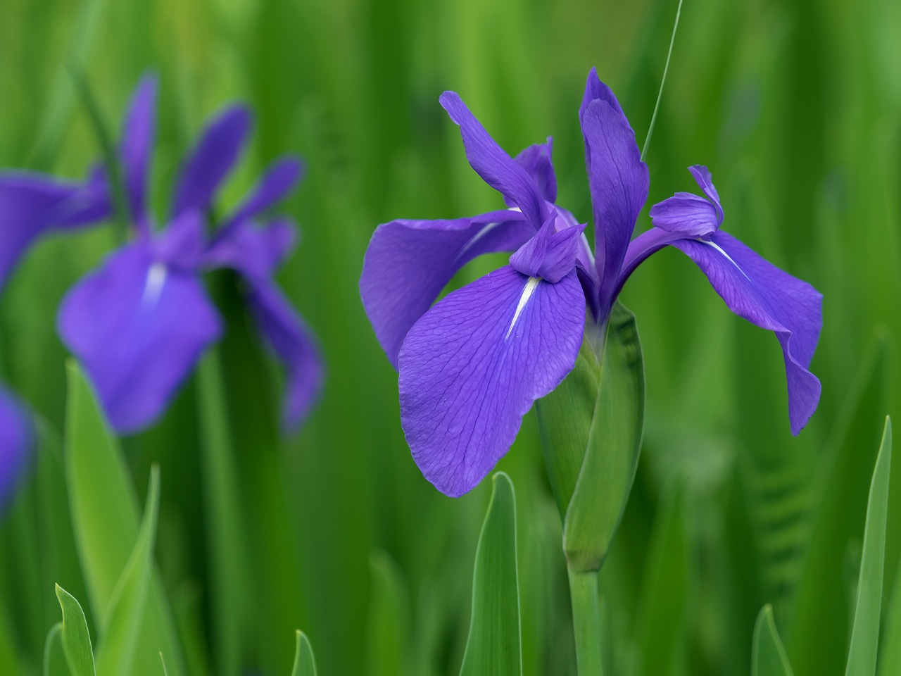 Another scene from Kyoto Ohta Shrine iris garden.